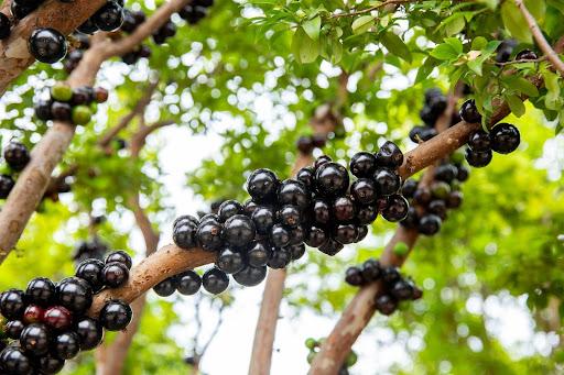 Imagem de galho de árvore Jabuticabeira com diversos frutos maduros